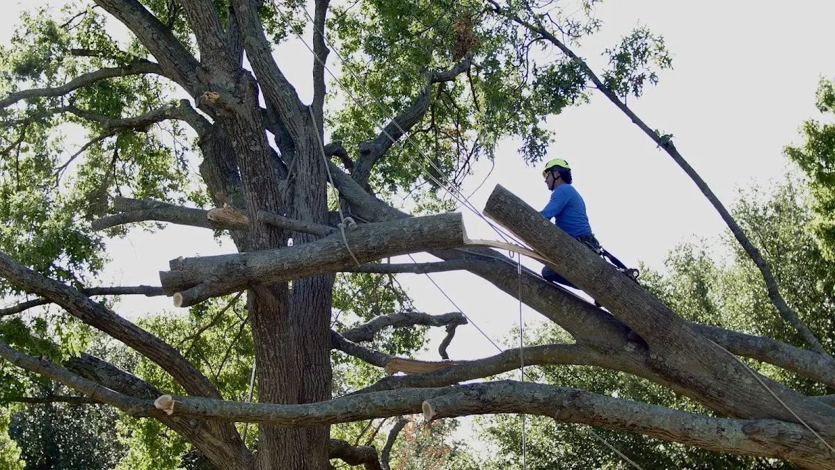 Professional Hazardous Tree Removal performed by certified arborists in Sharpes