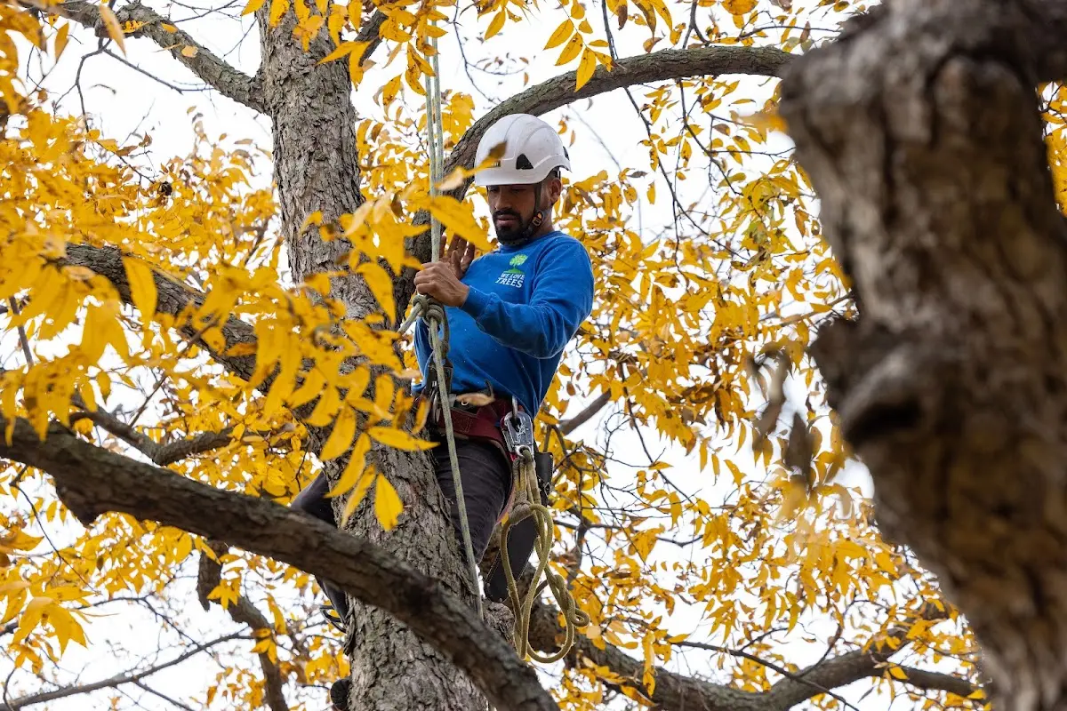 Skilled Emergency Tree Service crew working in Sharpes
